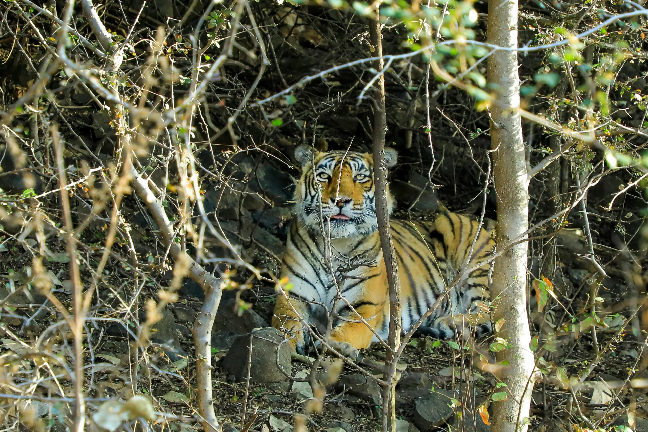 Mount Abu Wildlife Sanctuary